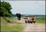 В этом заповеднике самая большая концентрация слонов в мире — около 25 000 — это больше, чем 2 слона на квадратный километр!