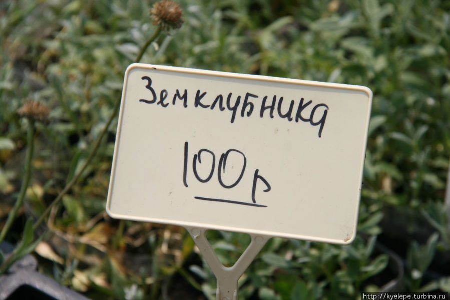 Сад лекарственных растений Алтайское, Россия