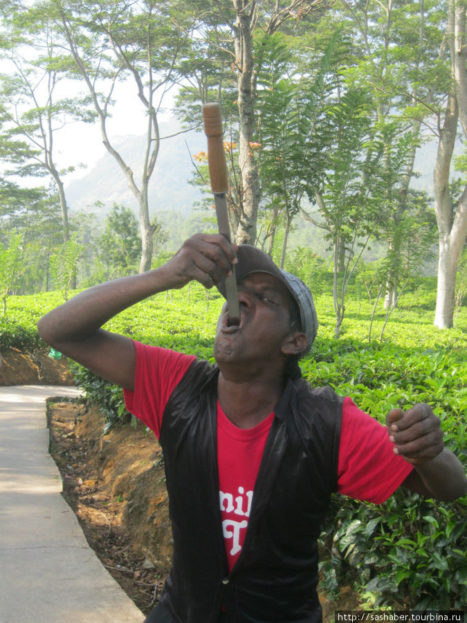 шпагоглотатель посреди чайных плантаций Нувара Элии Шри-Ланка