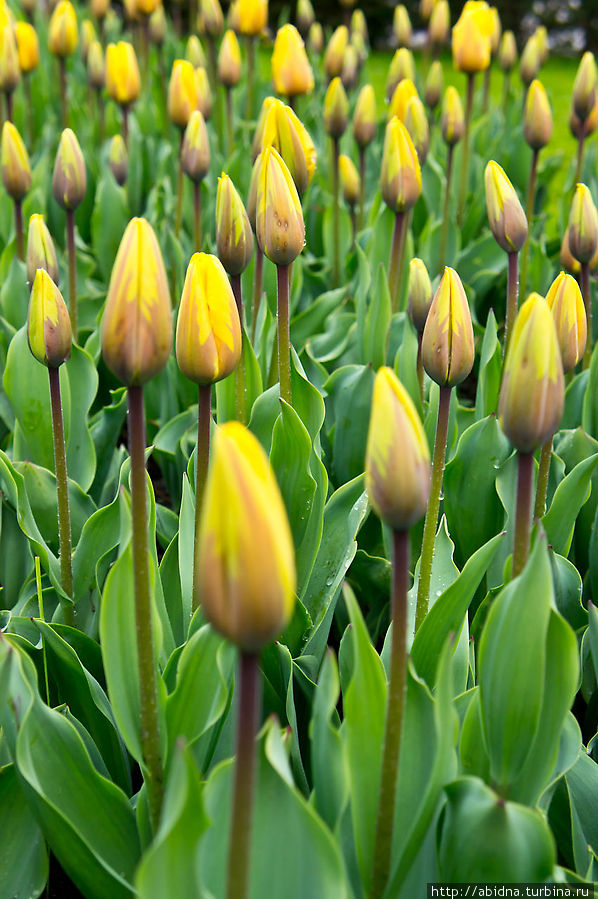 Кекенхоф, или Парк тюльпанов. Часть 1 Кёкенхоф, Нидерланды