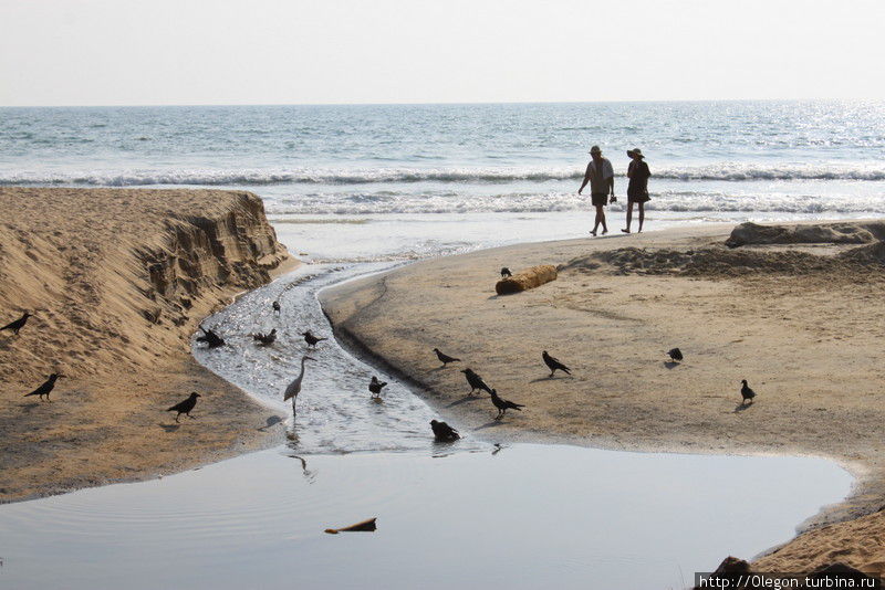 Вороны и коршуны летают над пляжем, но они не мешают Варкала, Индия