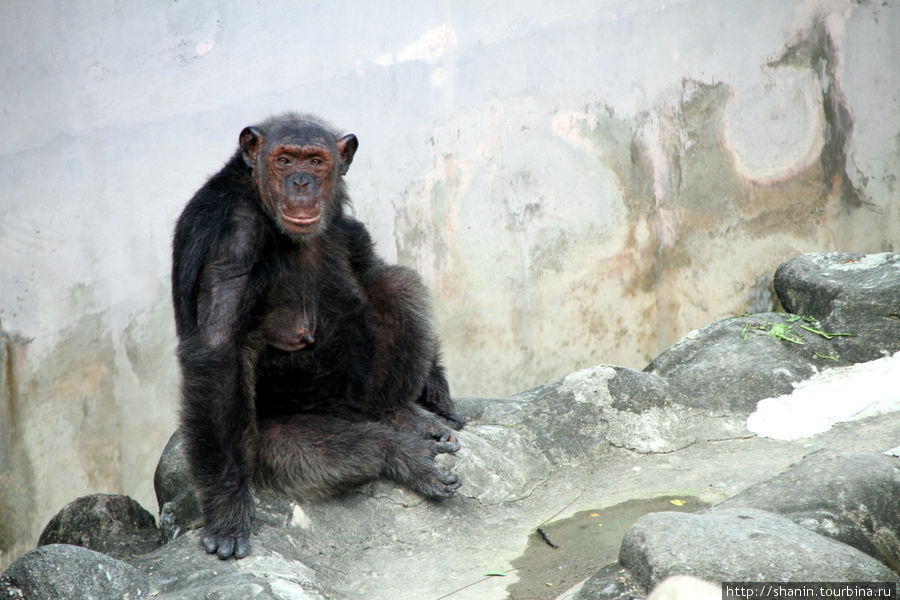 Шимпанзе Бангкок, Таиланд