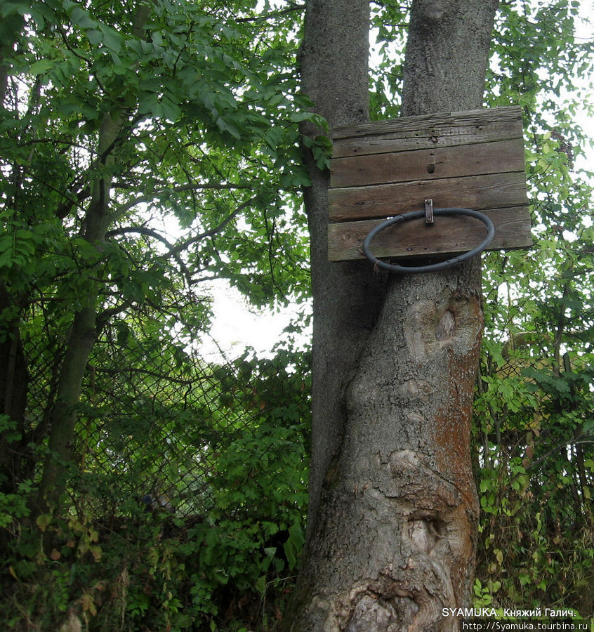 Баскетбольное кольцо на старом вязе... Крылос, Украина