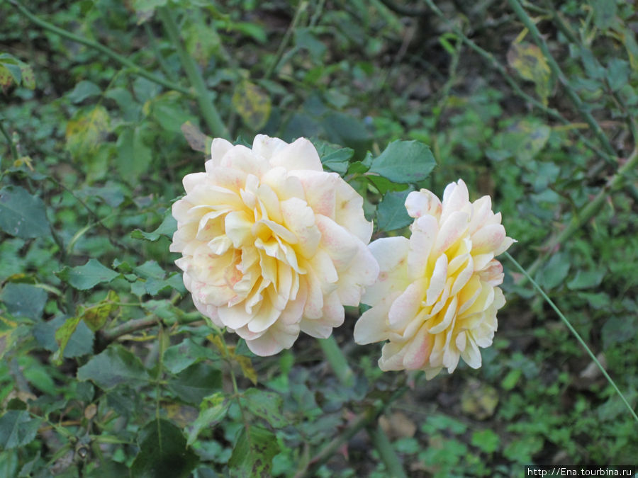 Сочи, розы в парке Ривьера Адлер, Россия