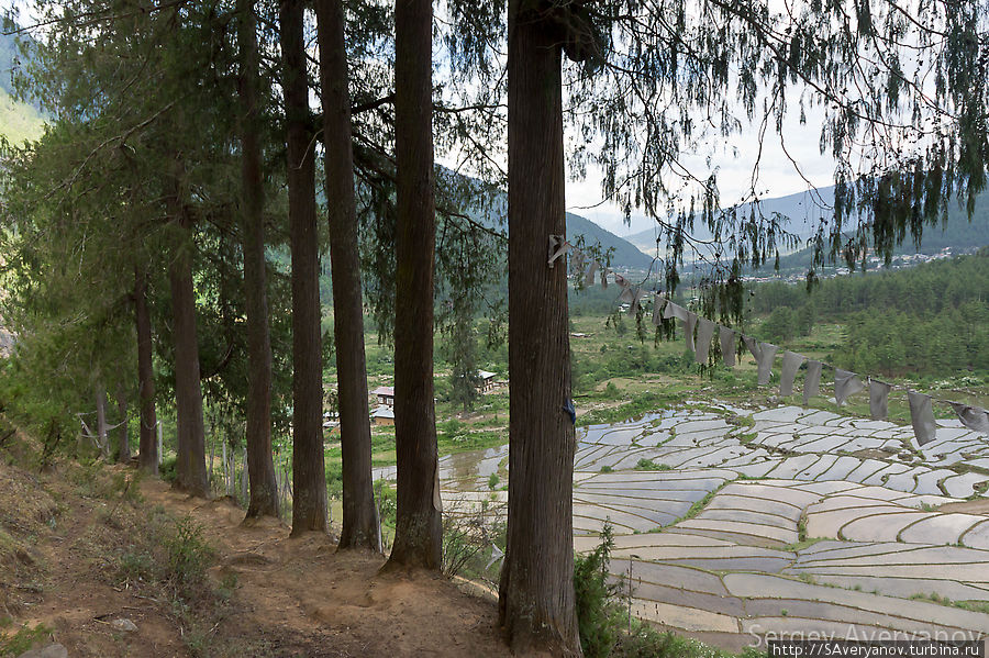Кипарисы и рисовые поля. Гигантский кипарис — национальное дерево Бутана Бутан