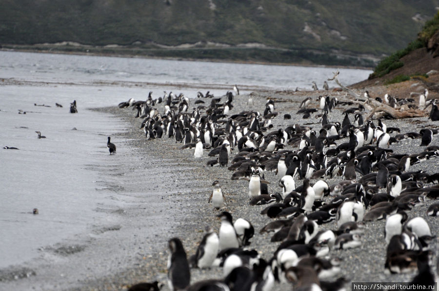 Колония пингвинов Провинция Огненная Земля, Аргентина