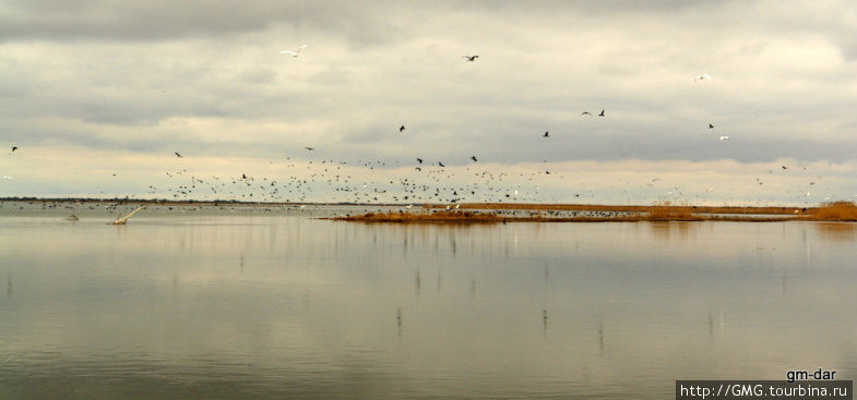 Фотоаппарат не передает количество птиц. Астраханская область, Россия