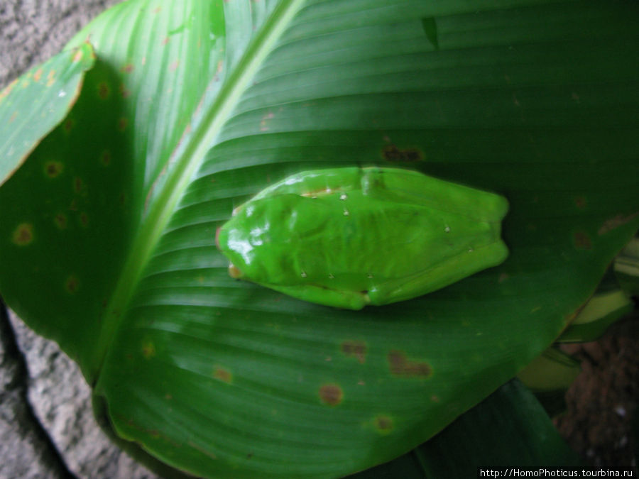 Это не китайская пластиковая ерунда, это спящая лягушка Провинция Алахуэла, Коста-Рика