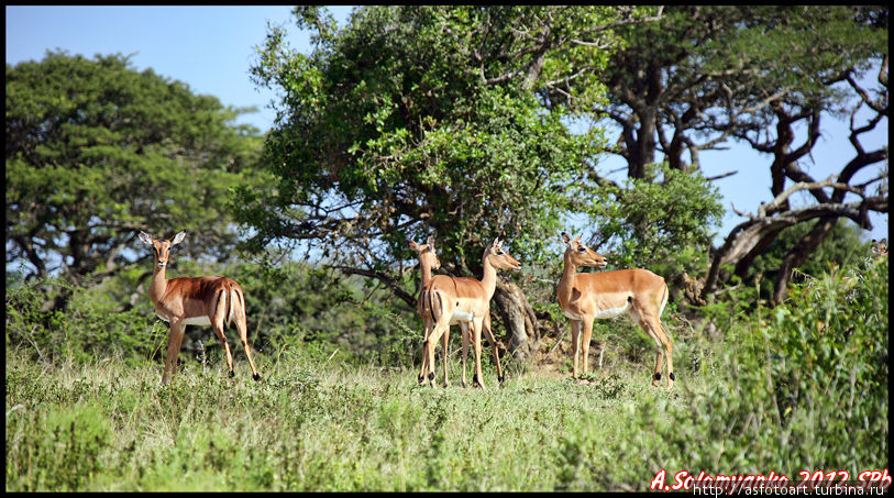 Умфолози — сосед Шлушлуэ: его нюансы и обитатели Шлушлуве-Умфолози Национальный Парк, ЮАР
