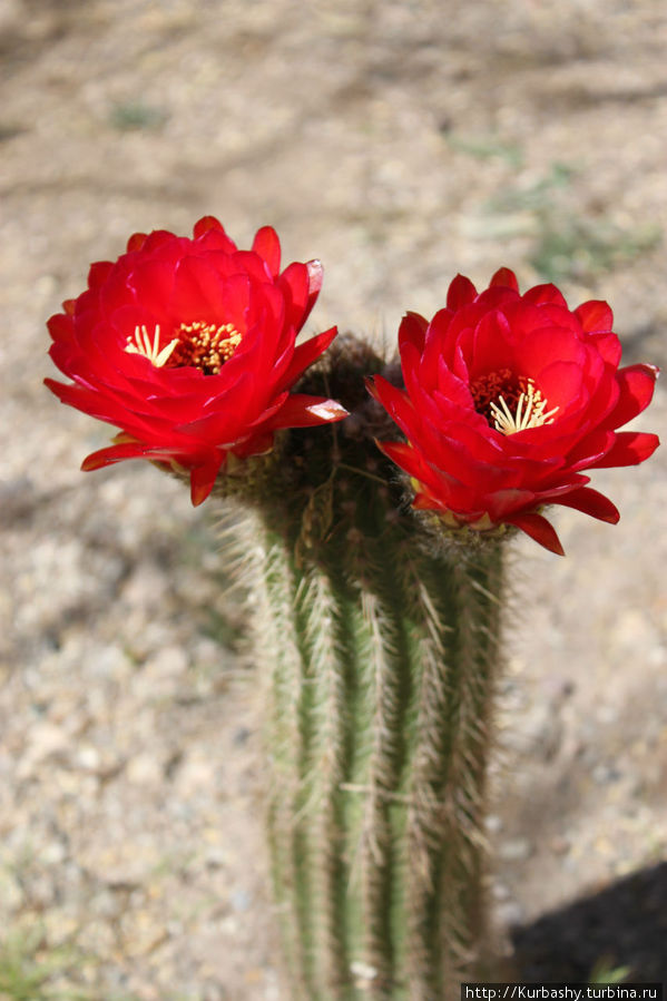 Розы Пустыни Штат Аризона, CША