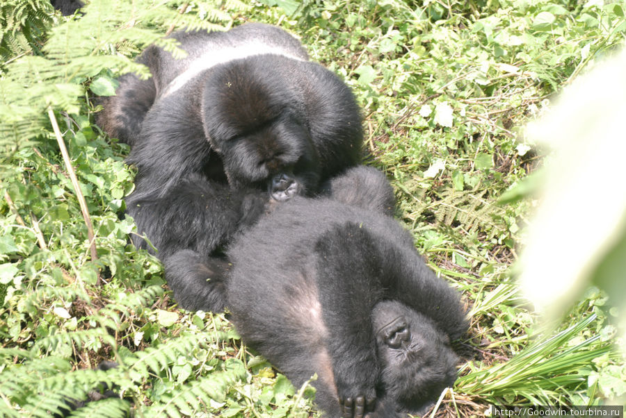 И папаша- сильвербэк... 
Надеюсь, модератор не станет убирать эту фотку: гориллы всё- таки, хоть и приматы тоже Вулканос Национальный Парк, Руанда
