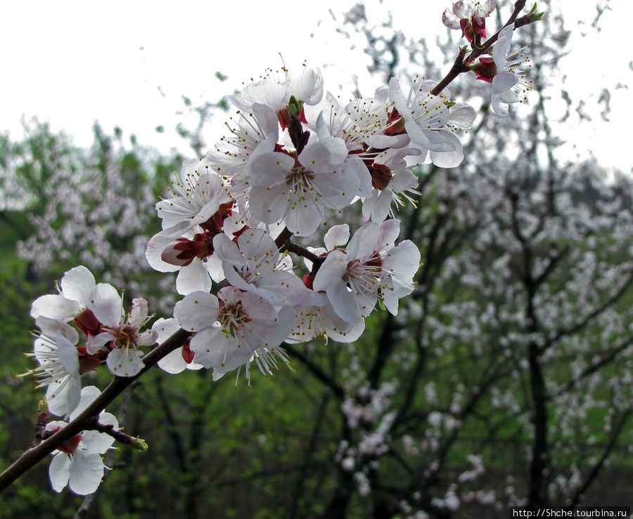 Цветущие абрикосы - наш ответ японцам и их сакуре Рогань, Украина