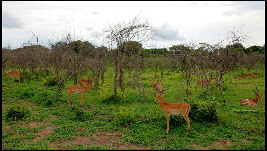 Сон о Ботсване Национальный парк Чобе, Ботсвана