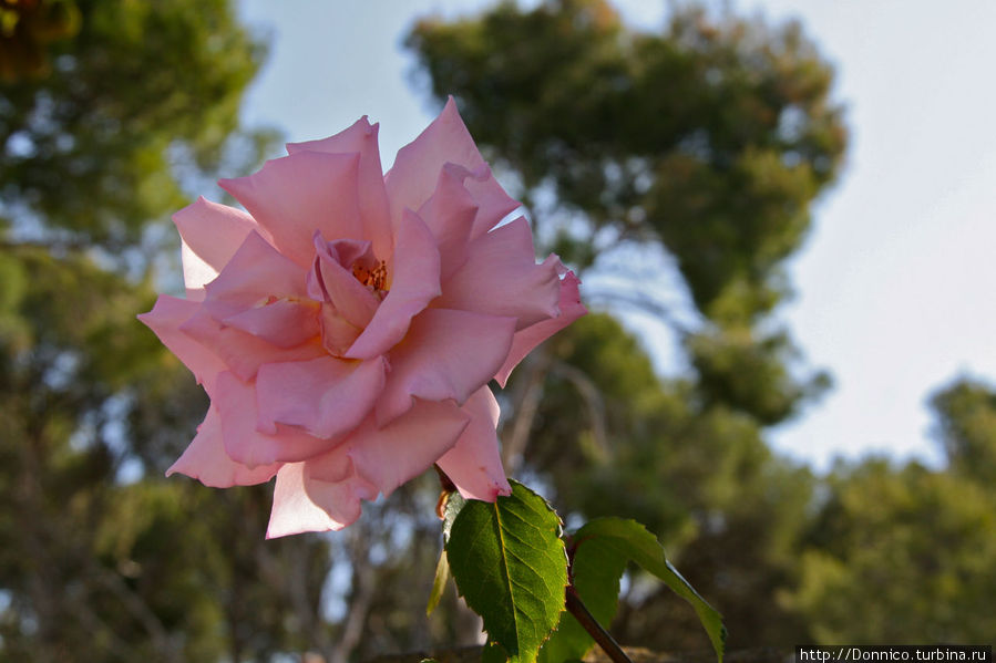 А роза упала на лапу Азора... Каталония, Испания
