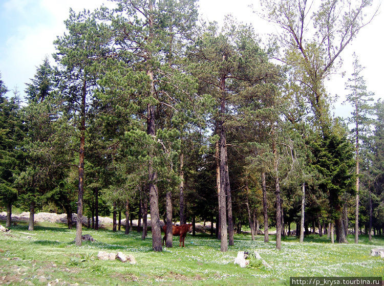 Воскопоя Префектура Корча, Албания