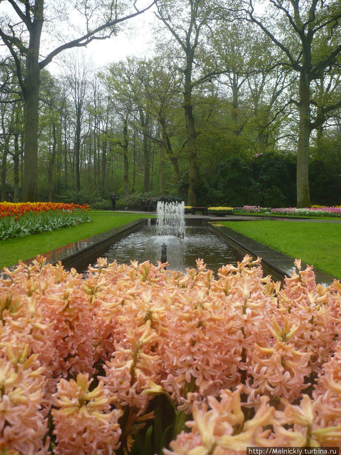 Прогулка в дождливое утро по Саду Европы Кёкенхоф, Нидерланды