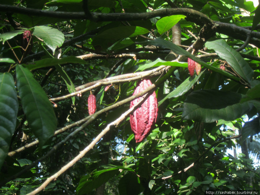 какао в саду специй Шри-Ланка