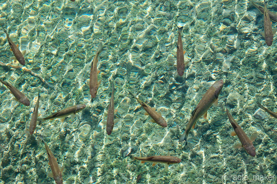 Вода в озерах кристально чистая и благодаря запрету на рыбалку они просто кишат различной рыбой, в том числе, и форелью. Национальный парк Плитвицкие озёра, Хорватия