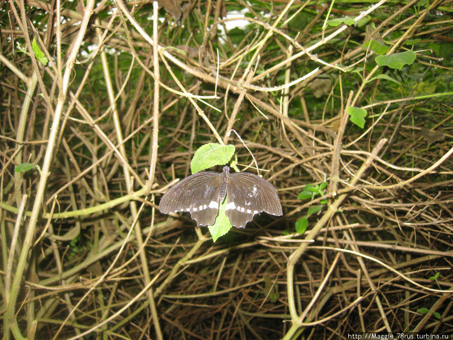 Ферма бабочек в Стратфорде-на-Эйвоне, Уорикшир Стратфорд-на-Эйвоне, Великобритания