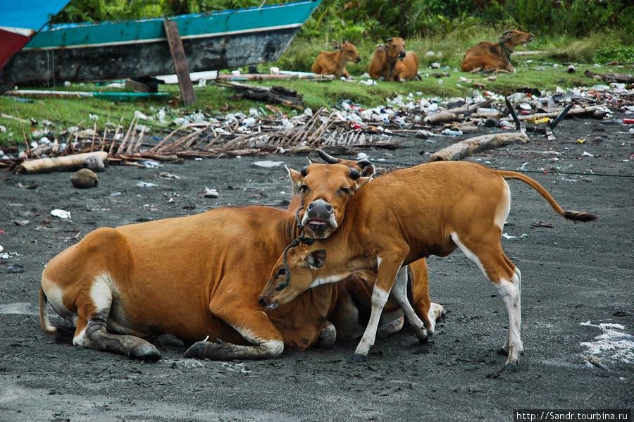 Пляж в Сарми очень грязный и его облюбовали коровы. Папуа, Индонезия