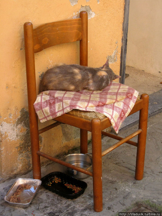 В Чинке-Терре очень много кошек, прямо культ какой-то, и у многих в окраске присутствовал необычный оттенок желтого Чинкве-Терре Национальный Парк, Италия
