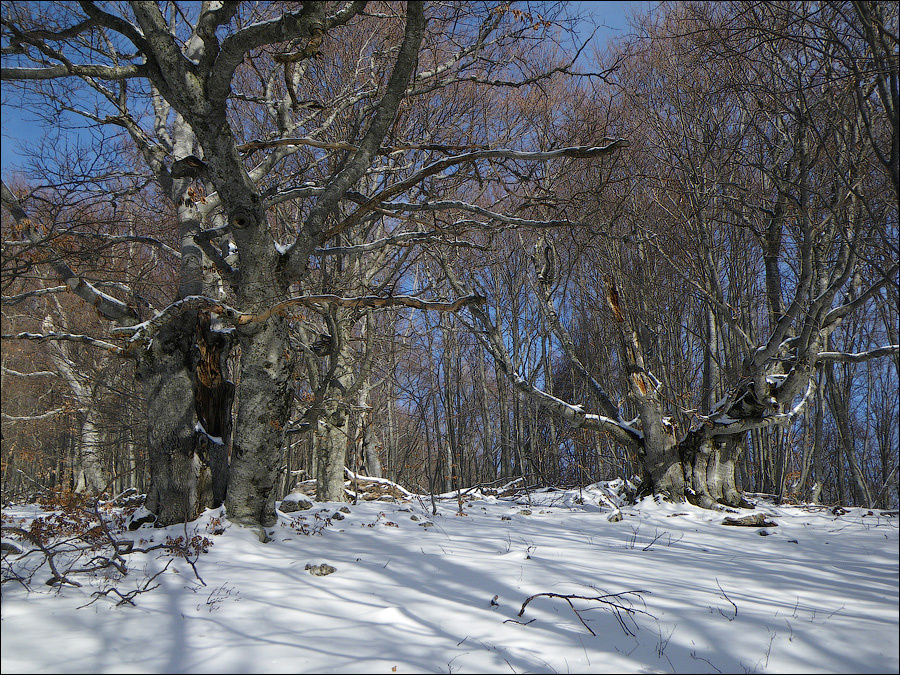Тропа на верхнее плато Чатыр-Даг, в верхней буковой роще у таблички «1100 м». Январь 2009 г. Алушта, Россия