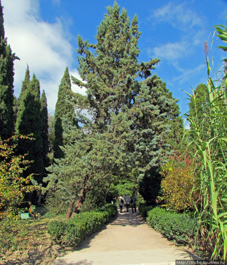 Ясный октябрьский день в Никитском ботаническом саду Никита, Россия