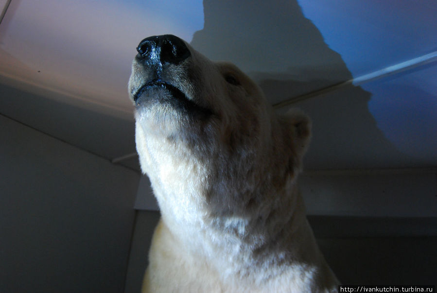 Исследоваиня Арктики предполагают встречу с хозяевами тамошних мест — белыми медведями Санкт-Петербург, Россия