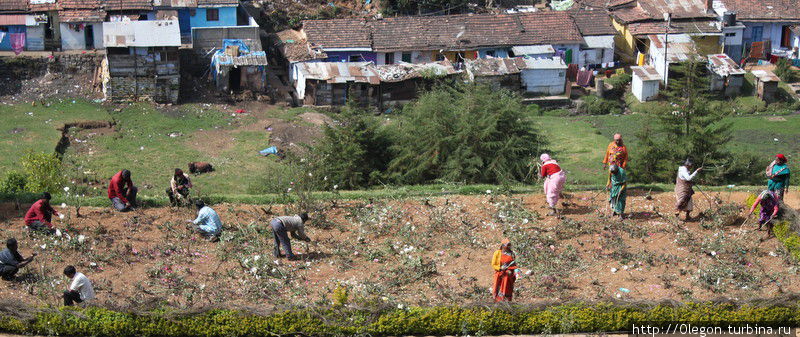 Работники трудятся в поте лица Ути, Индия