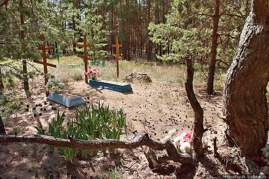 Старое хуторское кладбище в соснах Волгоградская область, Россия