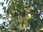 Лимоновое дерево,плодородит без перерыва(на дереве можно найти лимоны прошлого года,созревающие этого года и новый цвет).