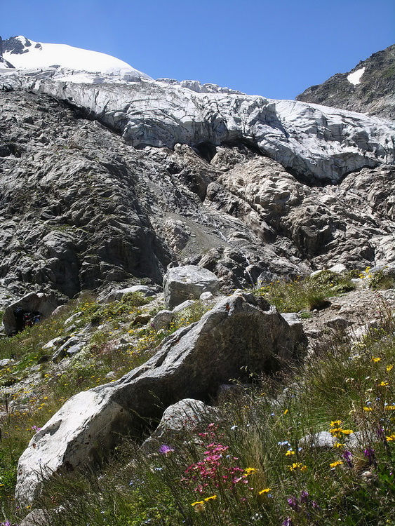 Горные цветы и взбитые сливки ледника.
Толщина сливок в самом узком месте не меньше 20 метров. Кабардино-Балкария, Россия