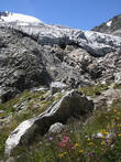Горные цветы и взбитые сливки ледника.
Толщина сливок в самом узком месте не меньше 20 метров.