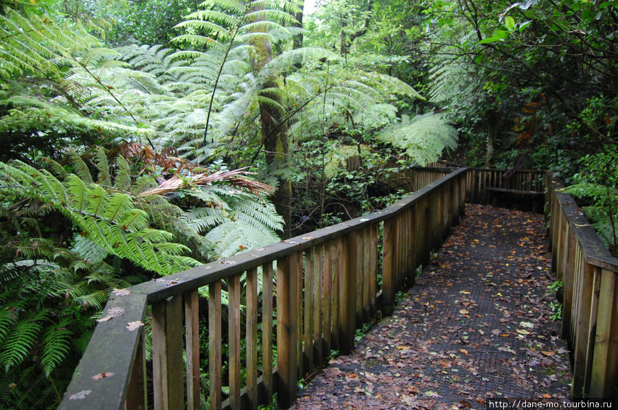 Один из пешеходных маршрутов по лесу Окленд, Новая Зеландия