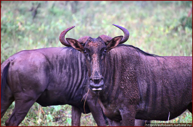 Умфолози — сосед Шлушлуэ: его нюансы и обитатели Шлушлуве-Умфолози Национальный Парк, ЮАР