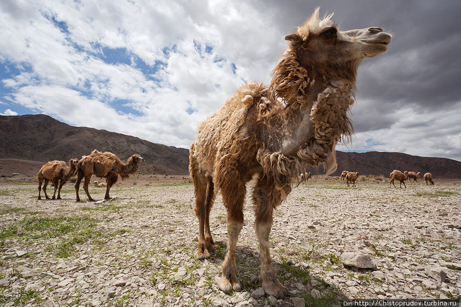 Дорога на Сон-Куль. Стадо верблюдов пасется на берегу какого-то озера, температура за бортом +30º. Киргизия