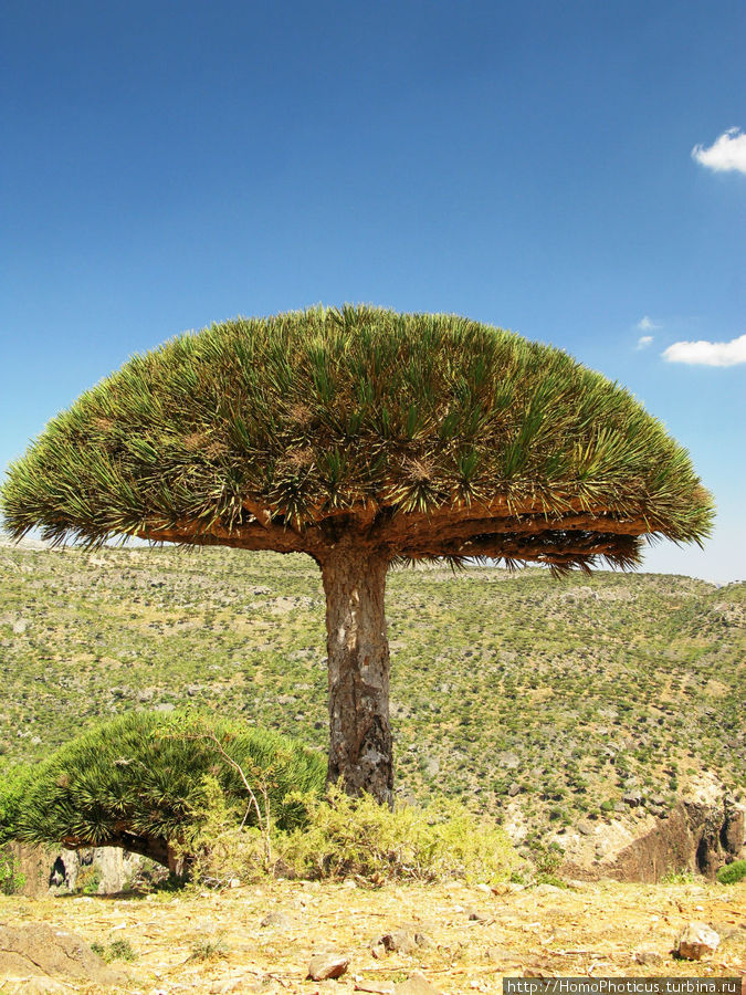 Драконово дерево Остров Сокотра, Йемен