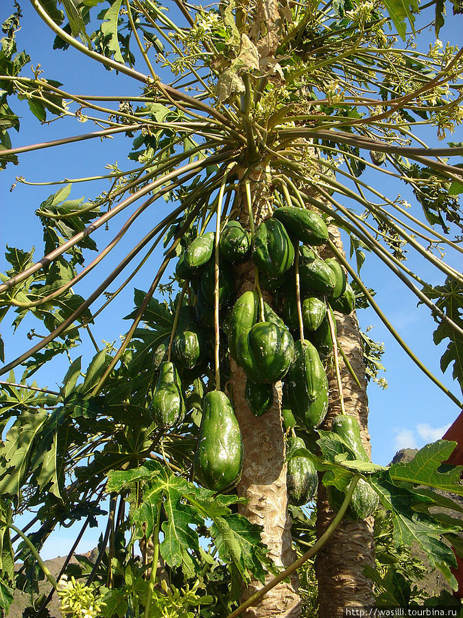 Деревья и плоды папайи мужского пола. Остров Ла-Гомера, Испания