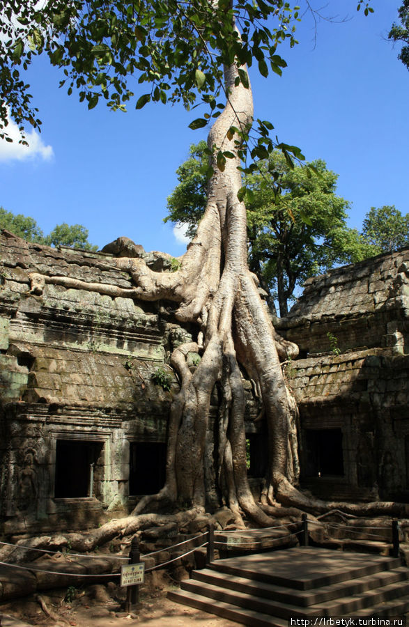 Некогда затерянные храмы Ангкора. Та-Пром Ангкор (столица государства кхмеров), Камбоджа