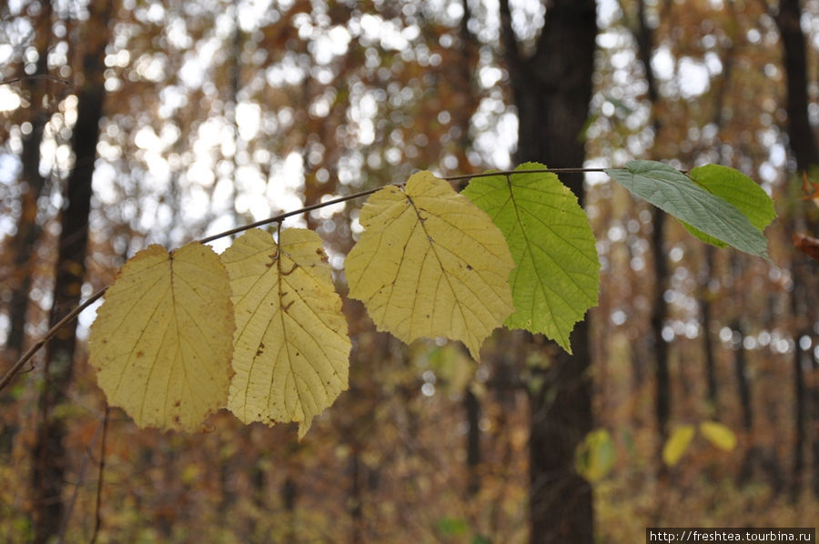 Середина осени в лесу на Слобожанщине Харьков, Украина