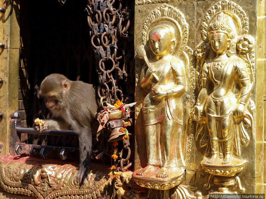 Сваямбунатх - храм обезьян Катманду, Непал