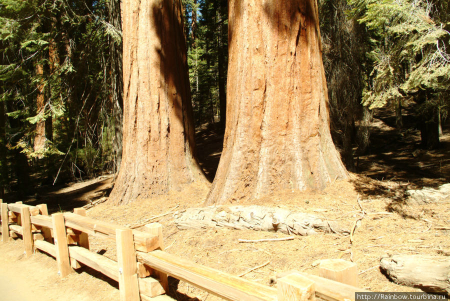 Самые высокие деревья на планете Национальный парк Секвойя, CША