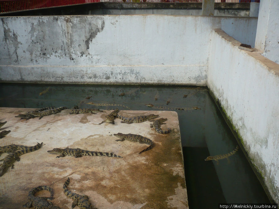 Крокодиловая ферма Сиемреап, Камбоджа