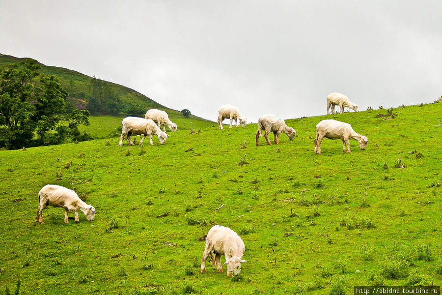 Пейзажи Сноудонии, вереск и овечки Уэльс, Великобритания