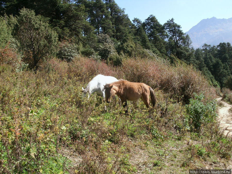 На гребне между соснами и рододендронами - Чолангпати Госайкунд, Непал