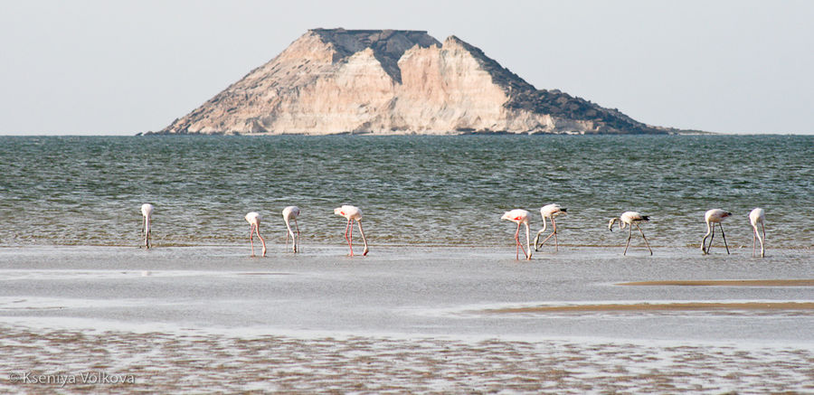 Фламинго ранним утром Дахла, Западная Сахара