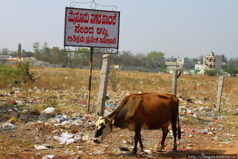 Снова корова и снова на мусорке Индия