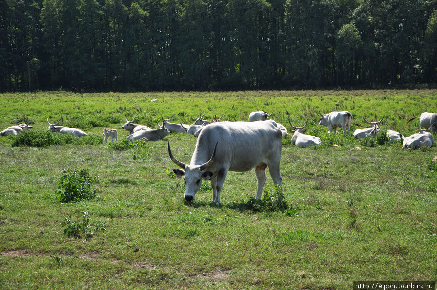 Белые буйволы спокойно отдыхают неподалеку от прогулочной тропы Залакарош, Венгрия