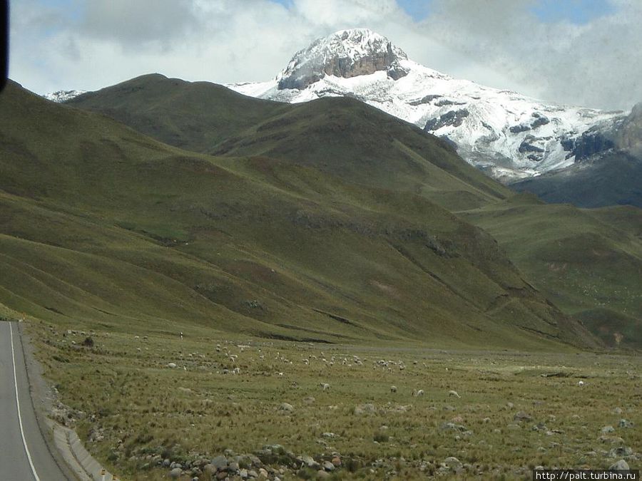Стада лам и альпаков в этих местах часть пейзажа Регион Пуно, Перу