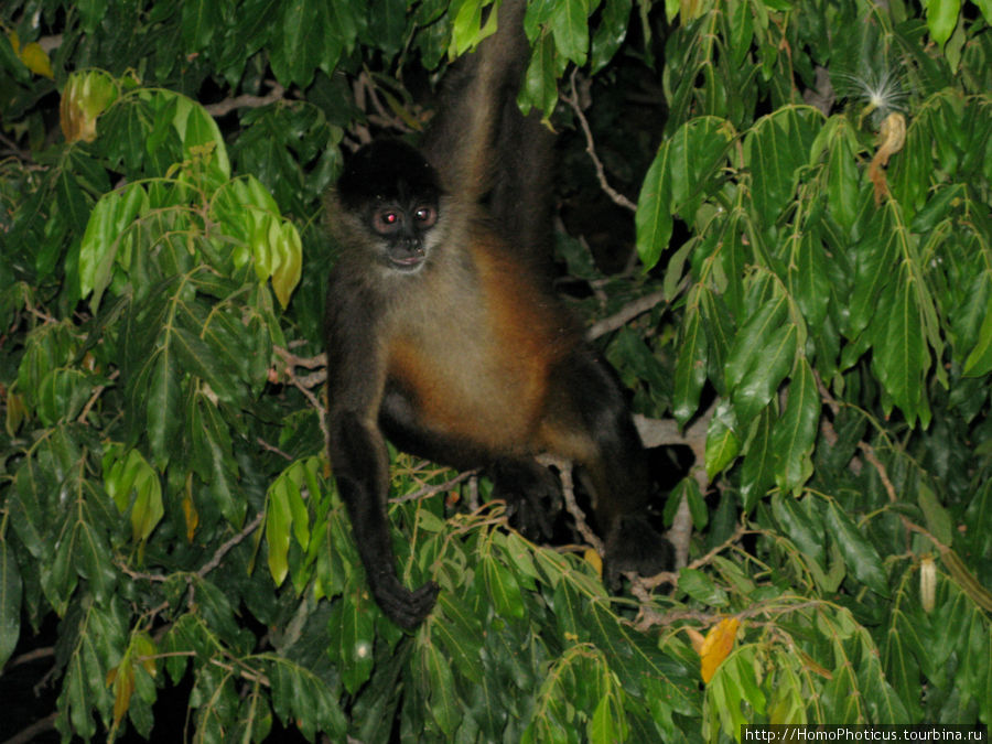 Остров обезьян Гранада, Никарагуа